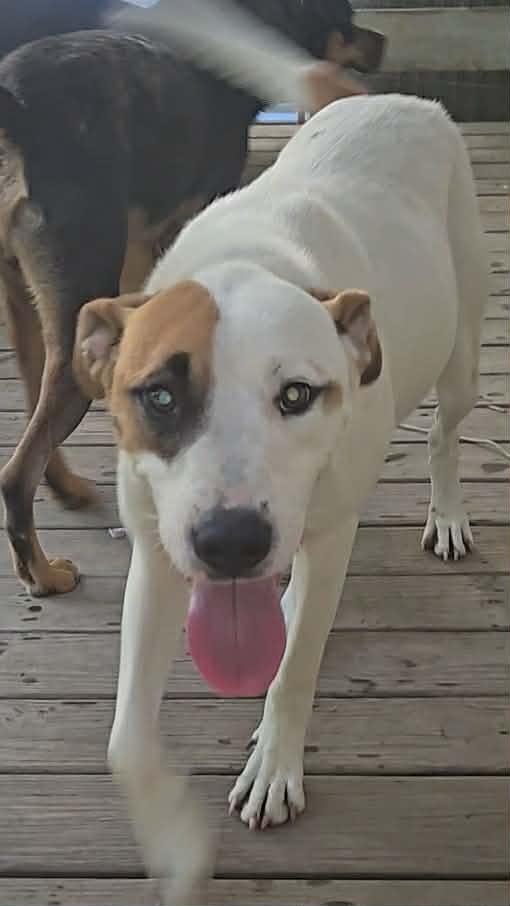 Enlarge Goose, a Adoptable mixed breed in Millbury, MA image 2/6