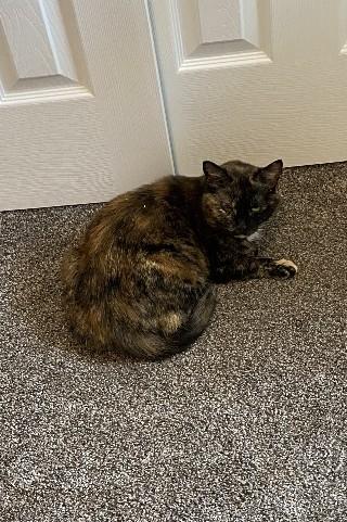 Enlarge Tinkerbell, an adopted Tortoiseshell in St. Louis, MO image 1/2