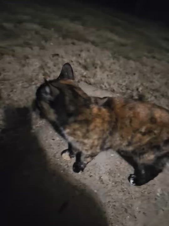 Enlarge Tinkerbell, an adopted Tortoiseshell in St. Louis, MO video 2/2