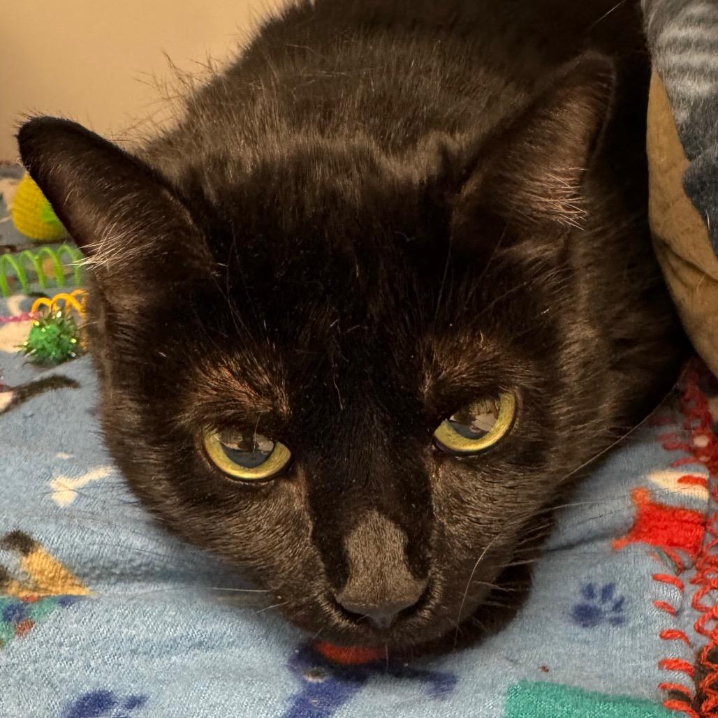 Enlarge Gracie, a Adoptable Domestic Short Hair in Peoria, IL image 1/1