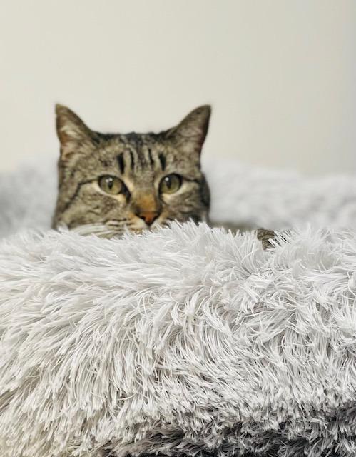 Miss Tilly, Adoptable, Senior Female Domestic Short Hair.