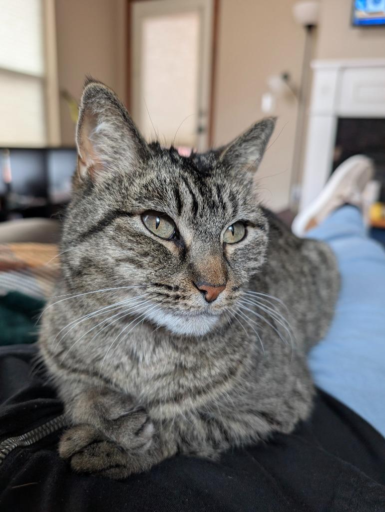 Miss Tilly, Adoptable, Senior Female Domestic Short Hair.
