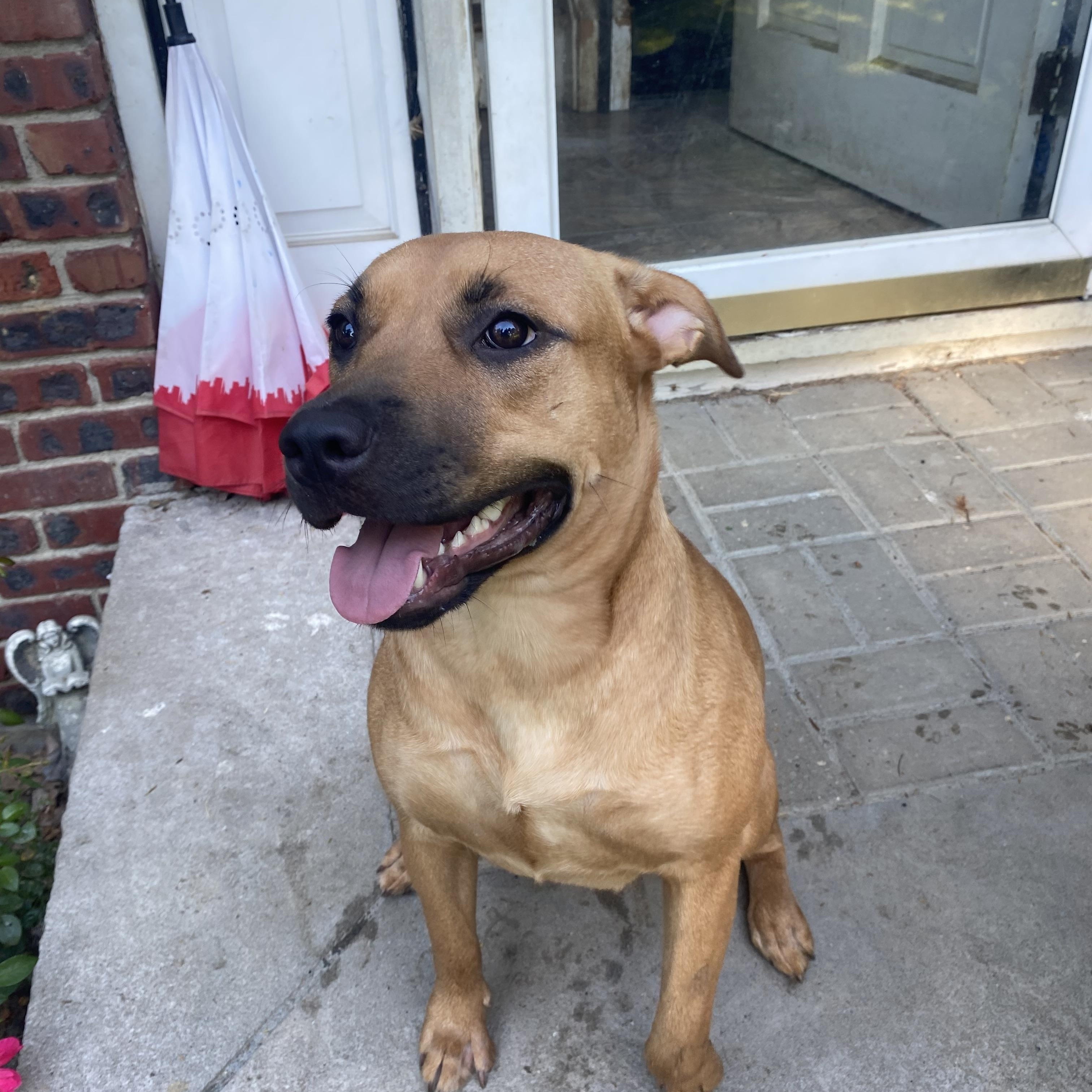 Enlarge Teddy, a Adopted mixed breed in Jersey City, NJ image 1/6
