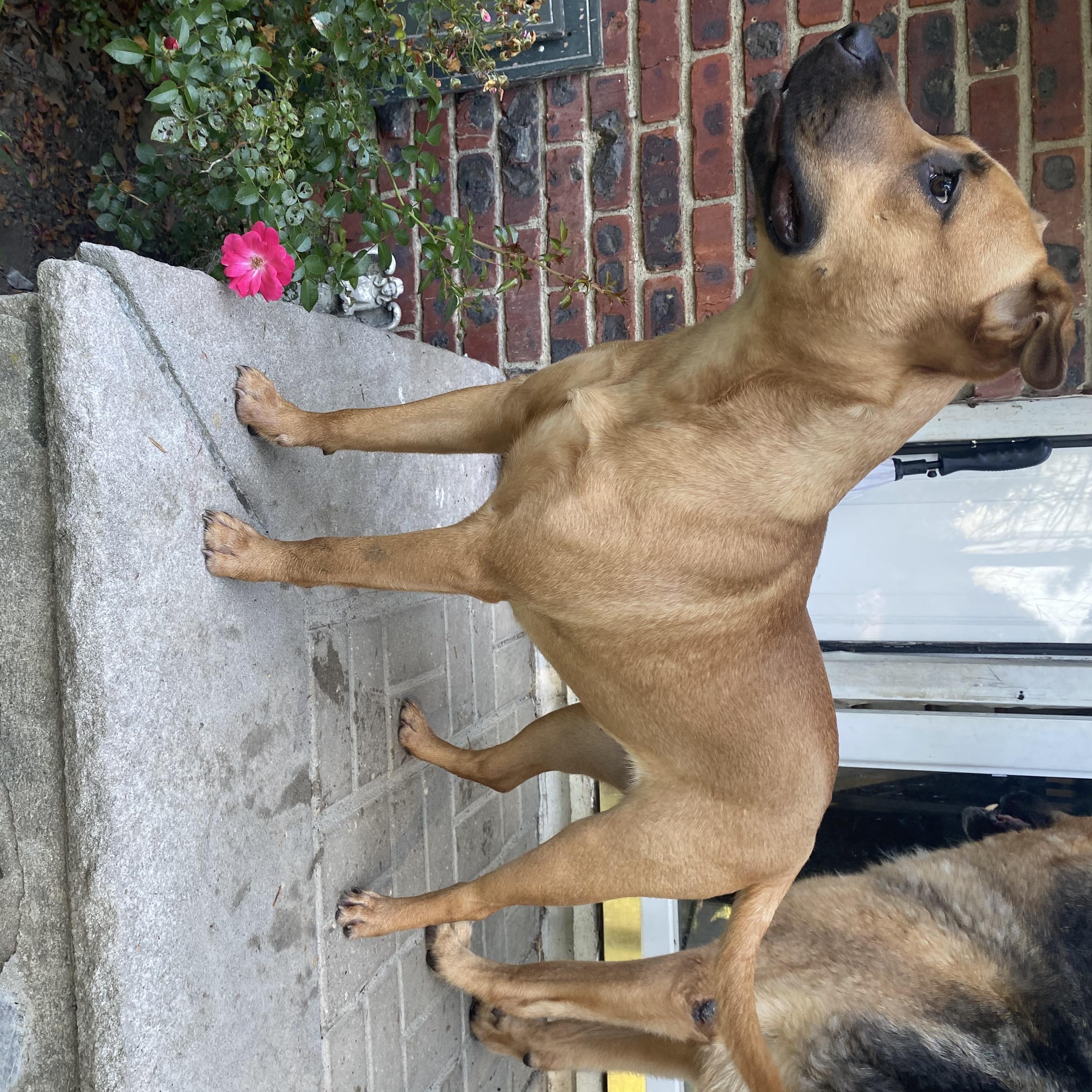 Enlarge Teddy, a Adopted mixed breed in Jersey City, NJ image 4/6