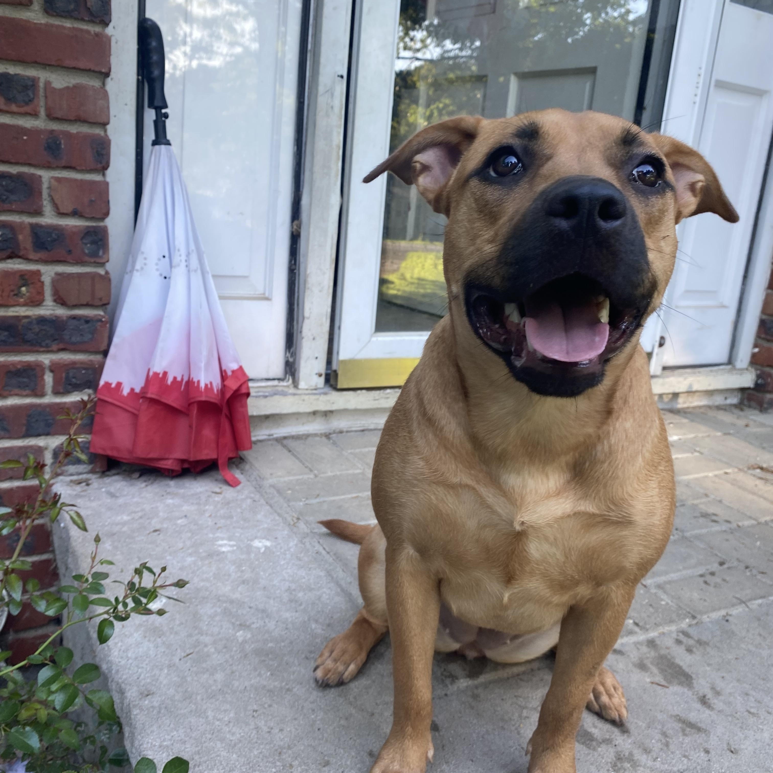 Enlarge Teddy, a Adopted mixed breed in Jersey City, NJ image 5/6