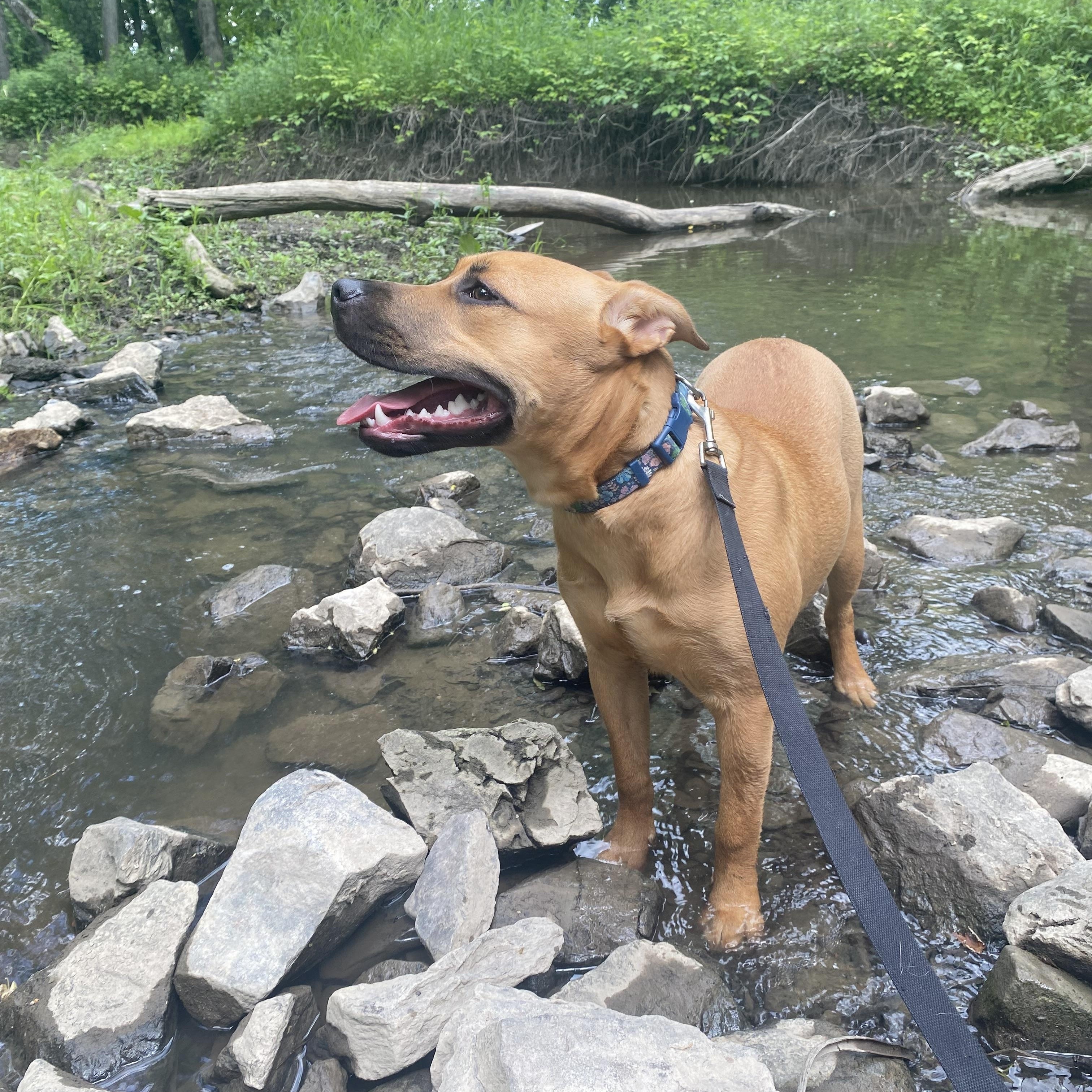 Enlarge Teddy, a Adopted mixed breed in Jersey City, NJ image 3/6