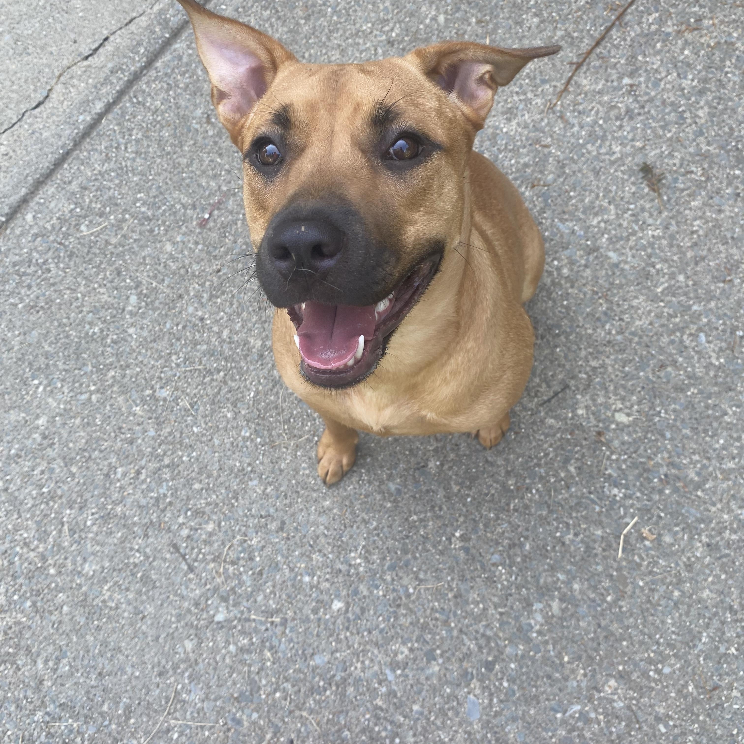 Enlarge Teddy, a Adopted mixed breed in Jersey City, NJ image 6/6