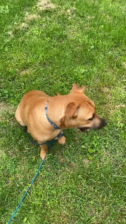 Enlarge Teddy, a Adopted mixed breed in Jersey City, NJ video 2/6