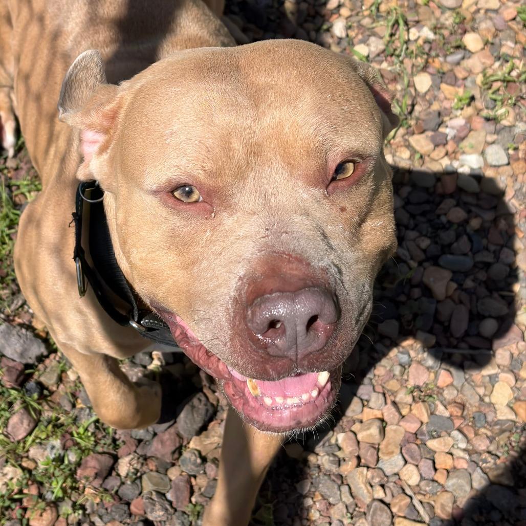Enlarge Honcho, a Adoptable Pit Bull Terrier in Show Low, AZ image 1/4
