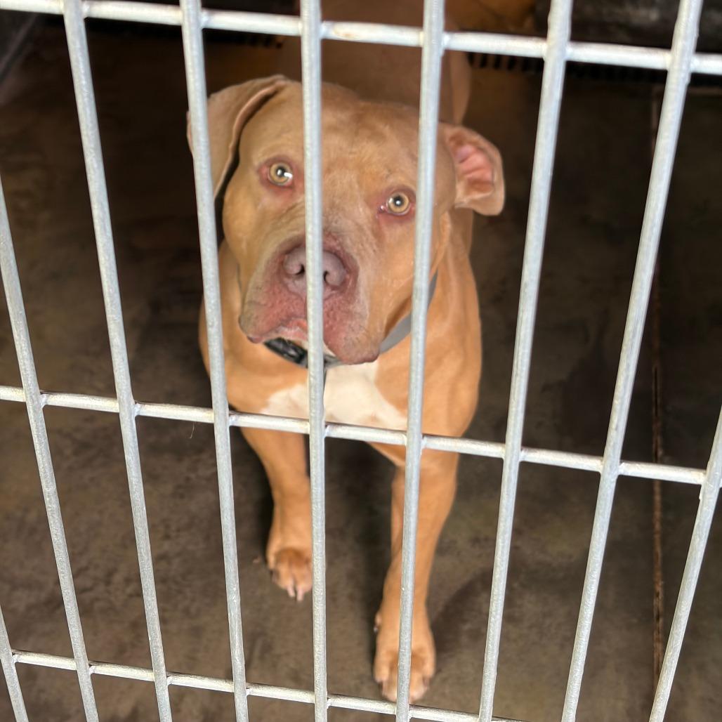 Honcho, Adoptable, Adult Male Pit Bull Terrier.