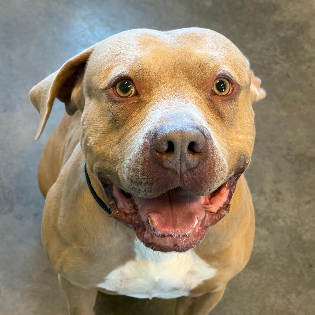 Honcho, a Adoptable Pit Bull Terrier in Show Low, AZ image 2/3