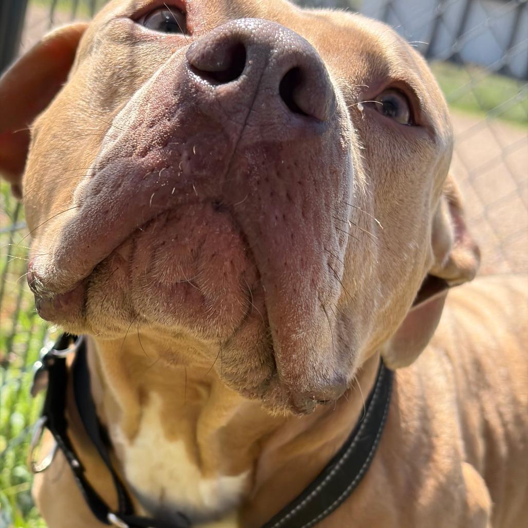Enlarge Honcho, a Adoptable Pit Bull Terrier in Show Low, AZ image 3/4
