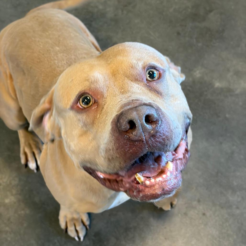 Honcho, a Adoptable Pit Bull Terrier in Show Low, AZ image 3/3