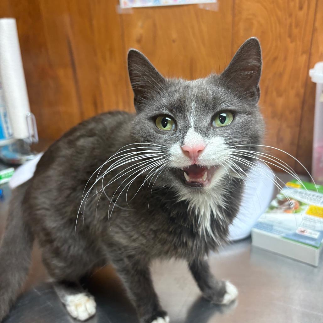 Mary Jane, Adoptable, Adult Female American Shorthair.