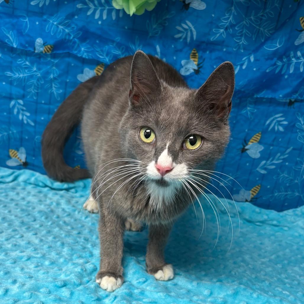 Mary Jane, a Adoptable American Shorthair in Greenfield, IN image 2/2