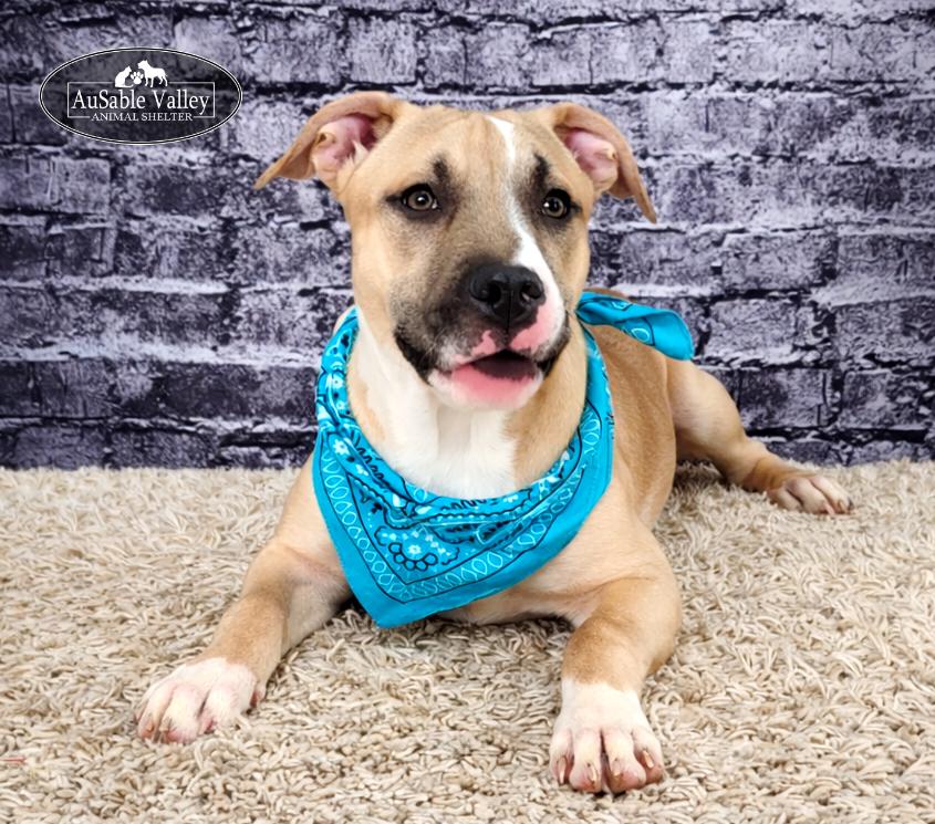 Enlarge Mojo, a ADOPTABLE mixed breed in Grayling, MI image 5/6