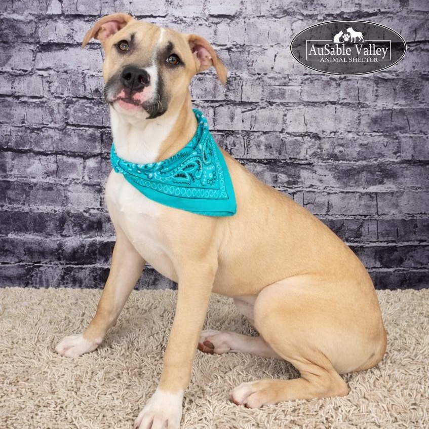 Mojo, ADOPTABLE, Young Male Mixed Breed.