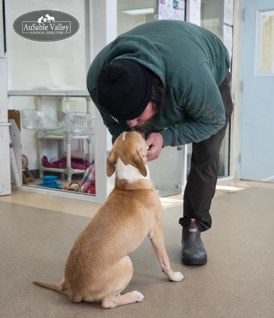 Enlarge Mojo, a ADOPTABLE mixed breed in Grayling, MI image 3/6