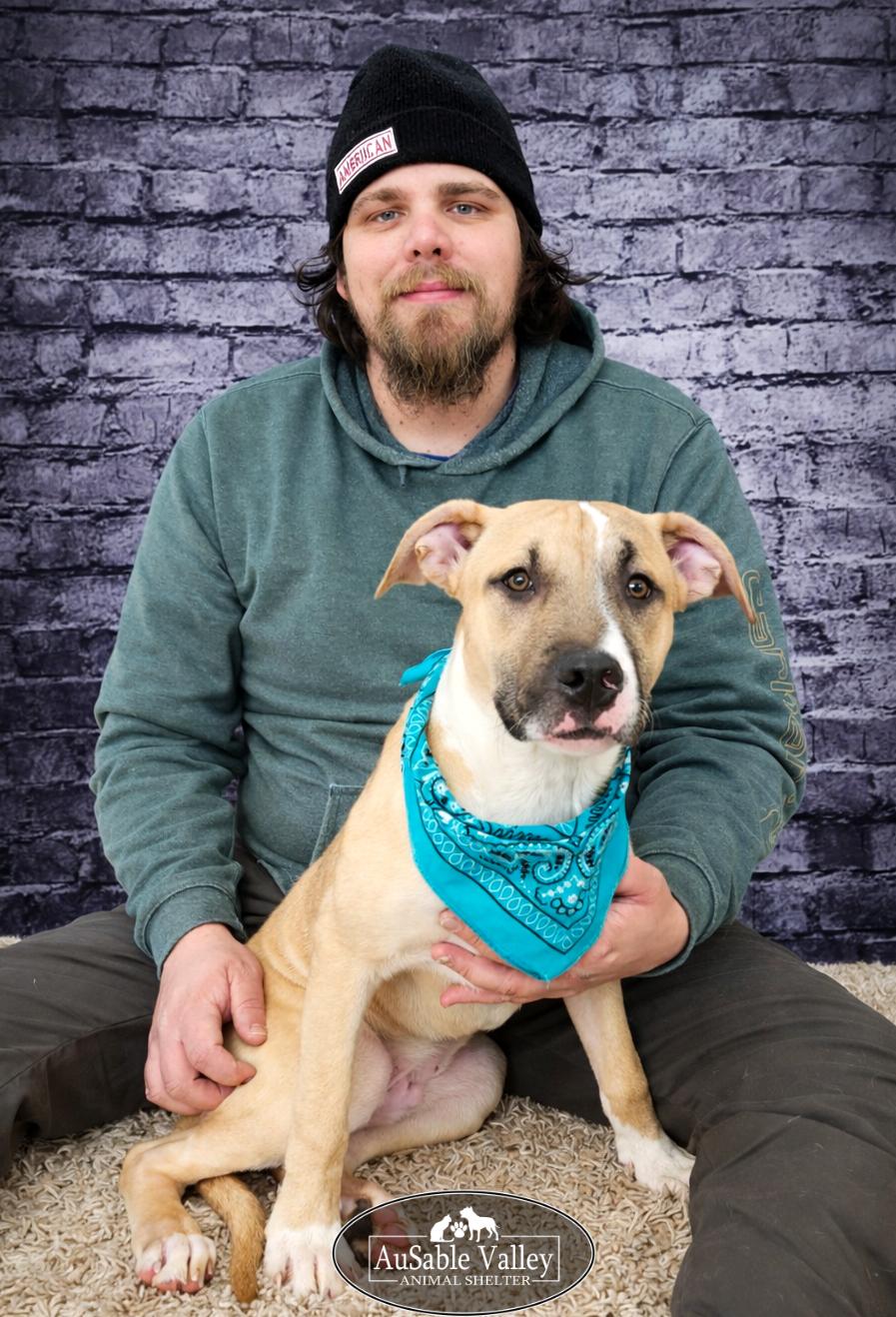 Enlarge Mojo, a ADOPTABLE mixed breed in Grayling, MI image 2/6