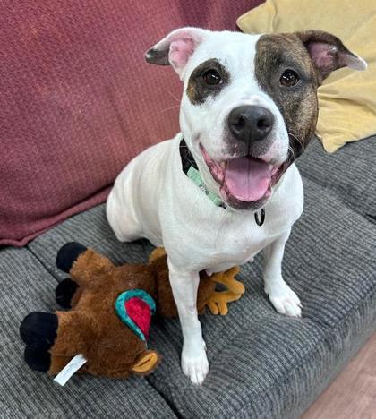 Megan TS, Adoptable, Adult Female Mixed Breed & Mixed Breed.