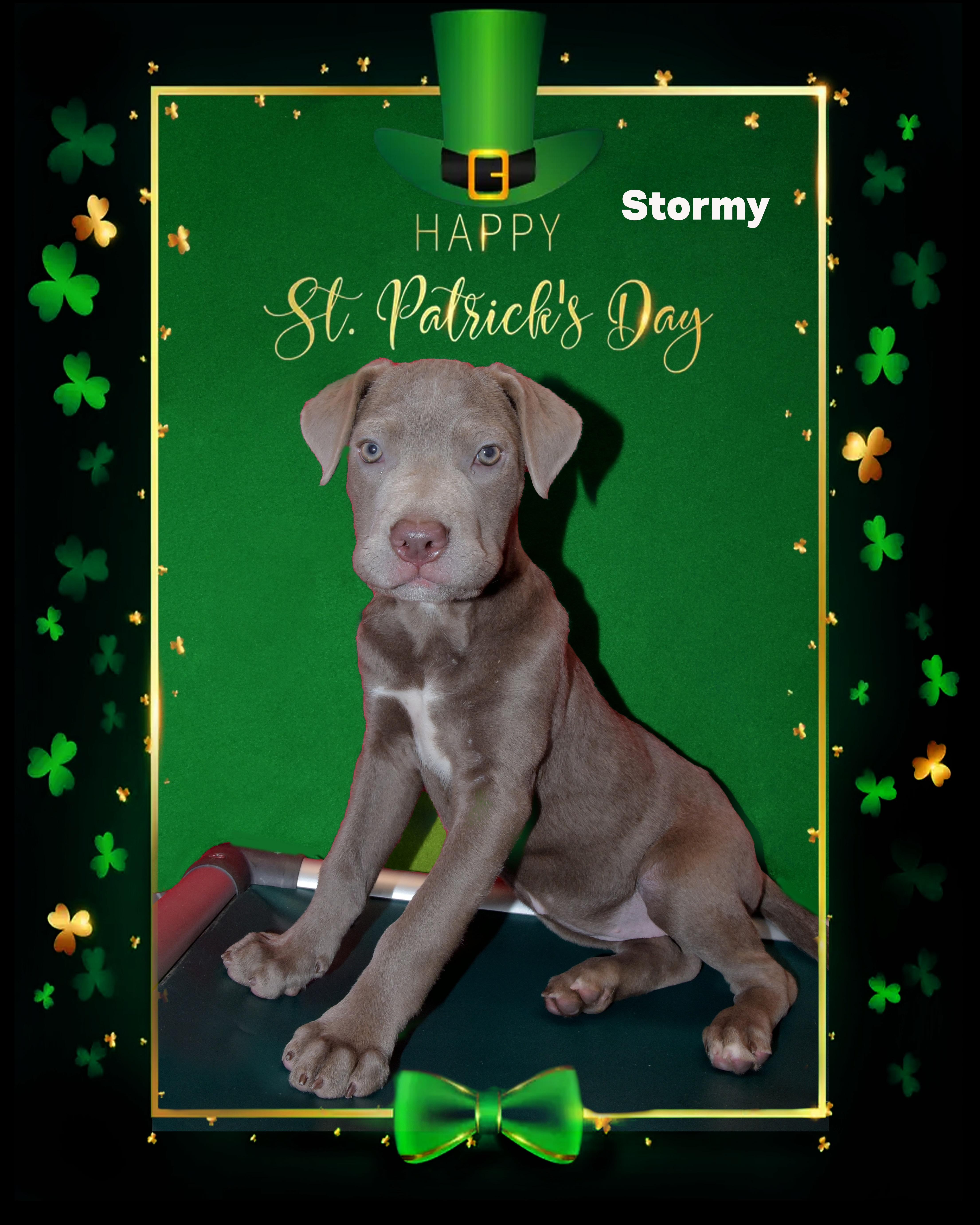 Stormy, ADOPTABLE, Puppy Female Pit Bull Terrier & Weimaraner.