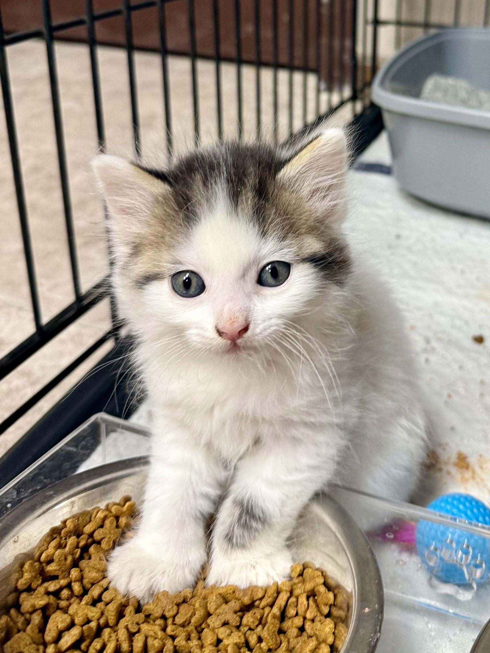 CAT - Heidi, Adopted, Kitten Female Domestic Medium Hair.