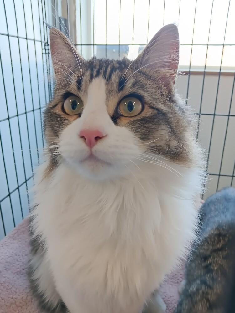 Bruh, Adoptable, Kitten Male Domestic Long Hair.