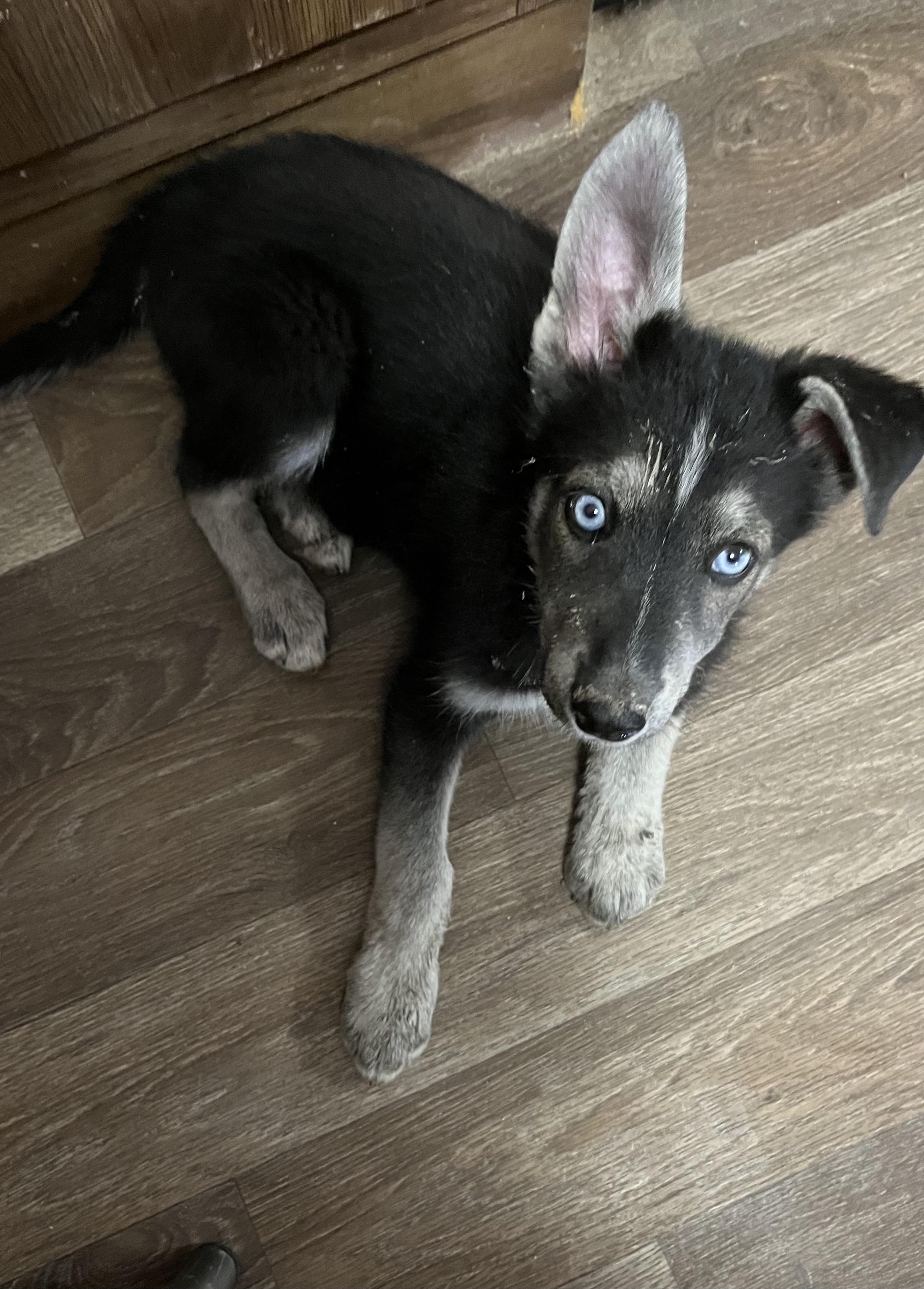 Megatron! Playful and sweet puppy! 3
