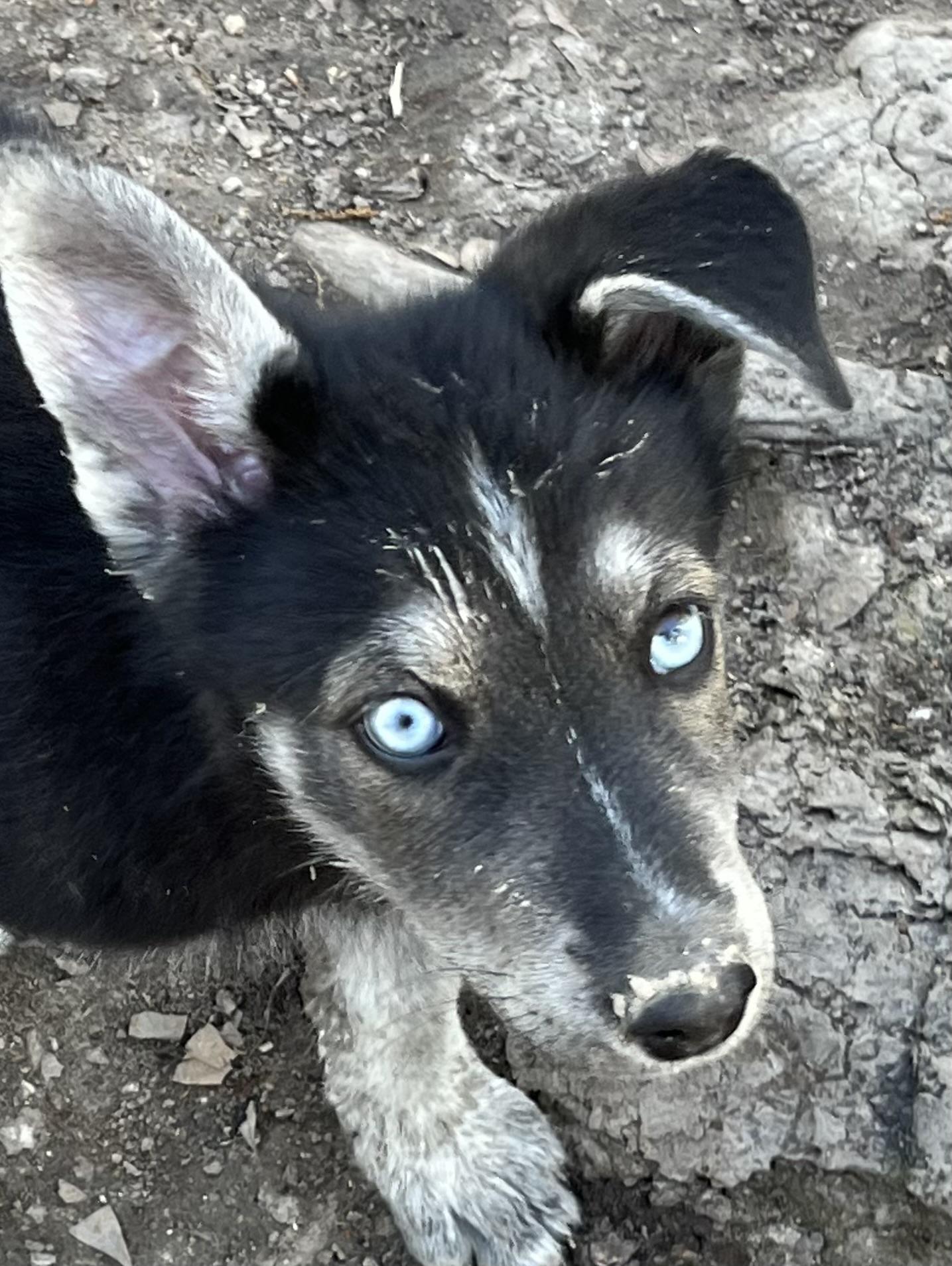Megatron! Playful and sweet puppy!
