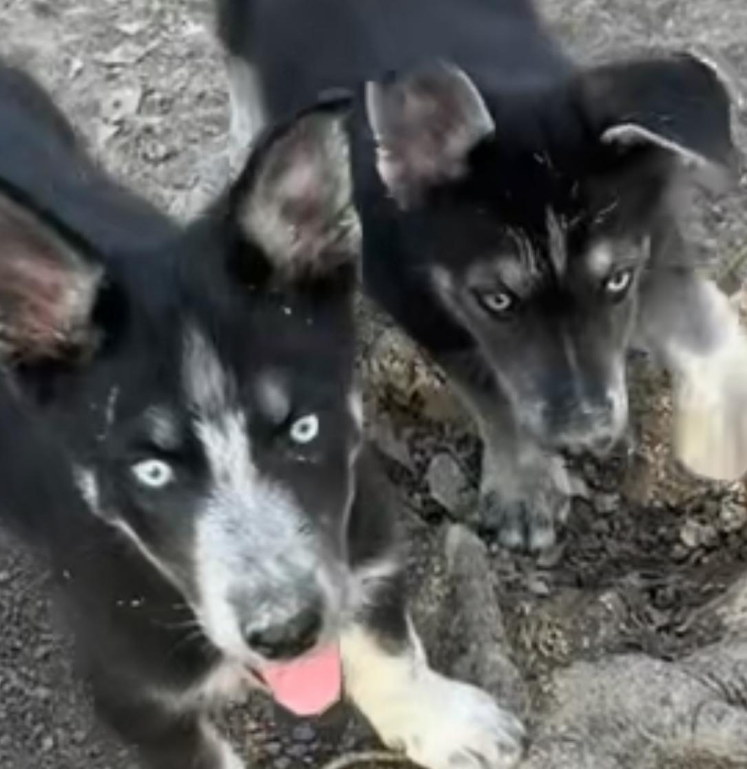 Megatron! Playful and sweet puppy! 5
