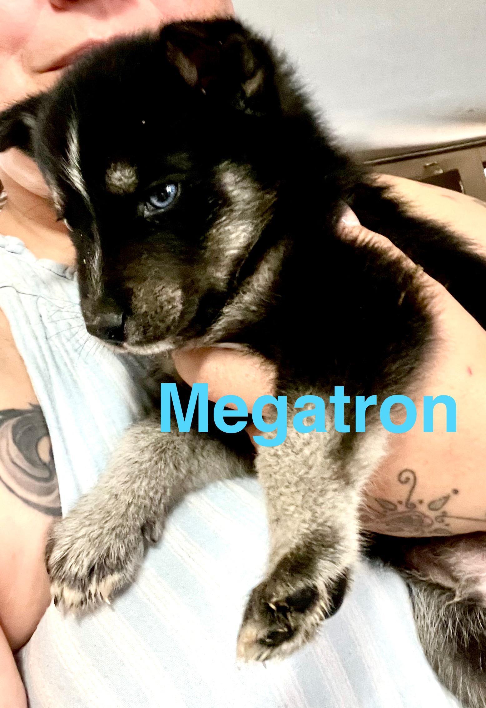 Megatron! Playful and sweet puppy! 2