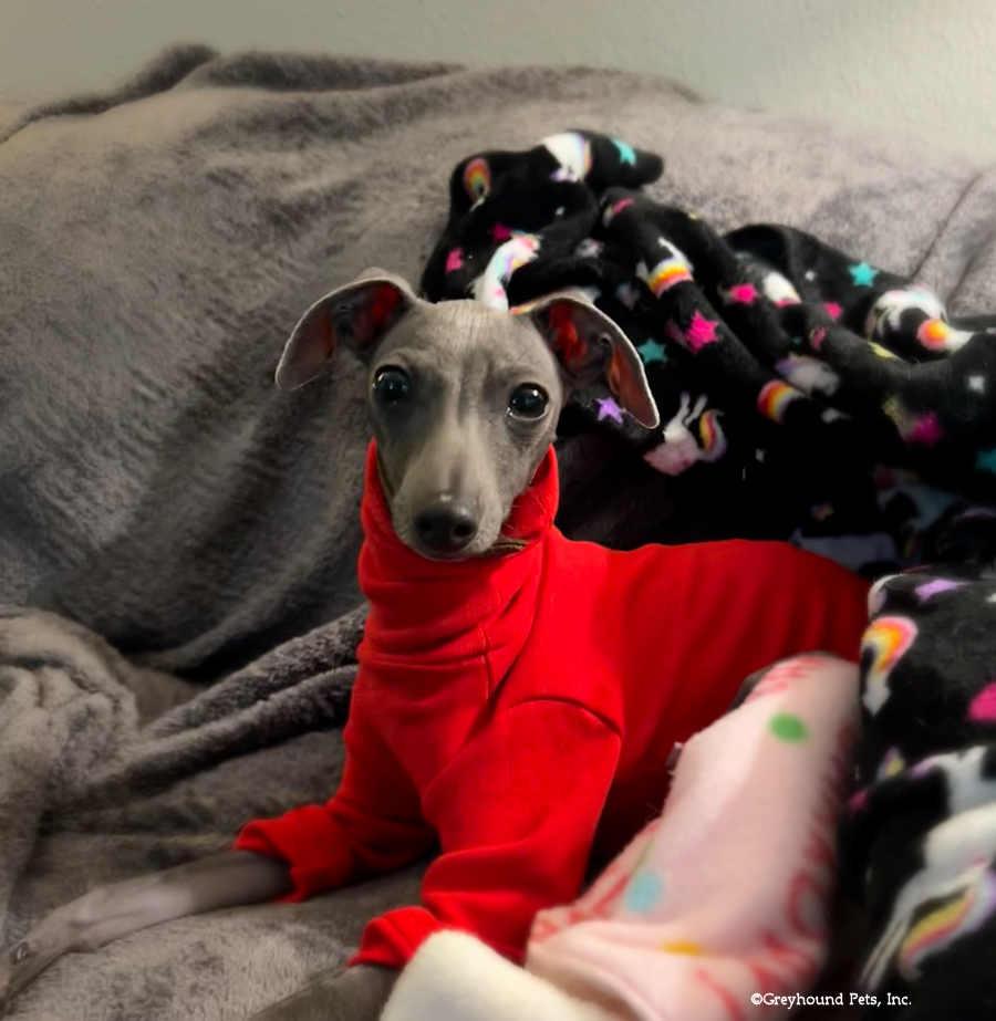 Colton, Adoptable, Young Male Italian Greyhound.