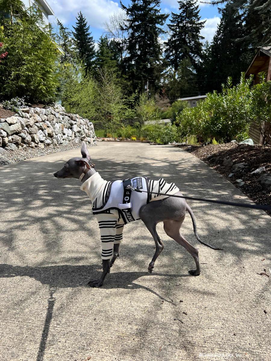 Enlarge Colton, a Adoptable Italian Greyhound in Woodinville, WA image 2/2
