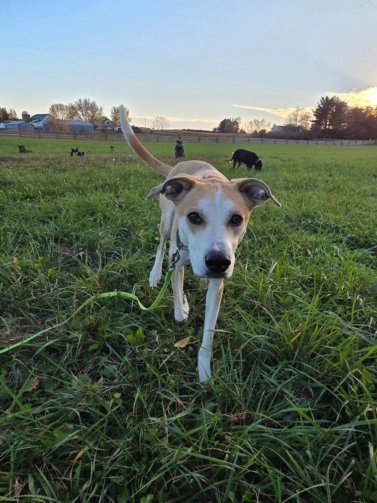 Enlarge Daisy Jo, a Adoptable mixed breed in Wausau, WI image 1/6