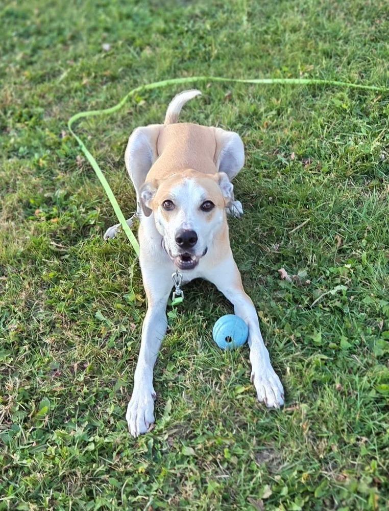 Enlarge Daisy Jo, a Adoptable mixed breed in Wausau, WI image 2/6