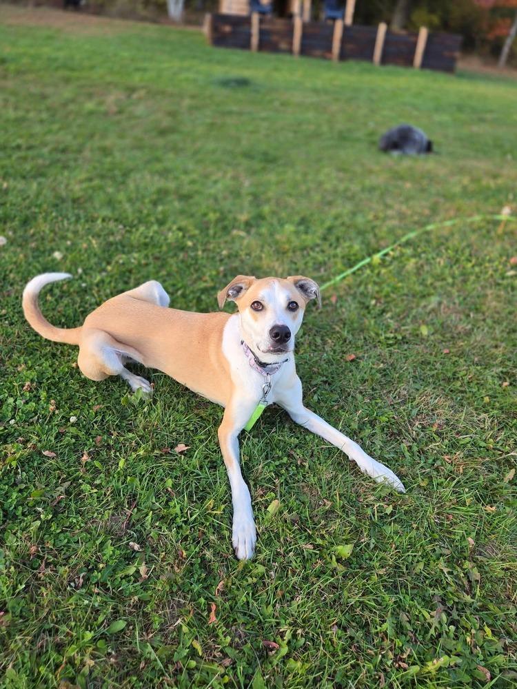 Enlarge Daisy Jo, a Adoptable mixed breed in Wausau, WI image 3/6