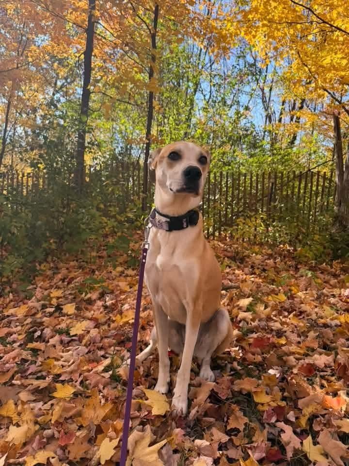 Enlarge Daisy Jo, a Adoptable mixed breed in Wausau, WI image 4/6