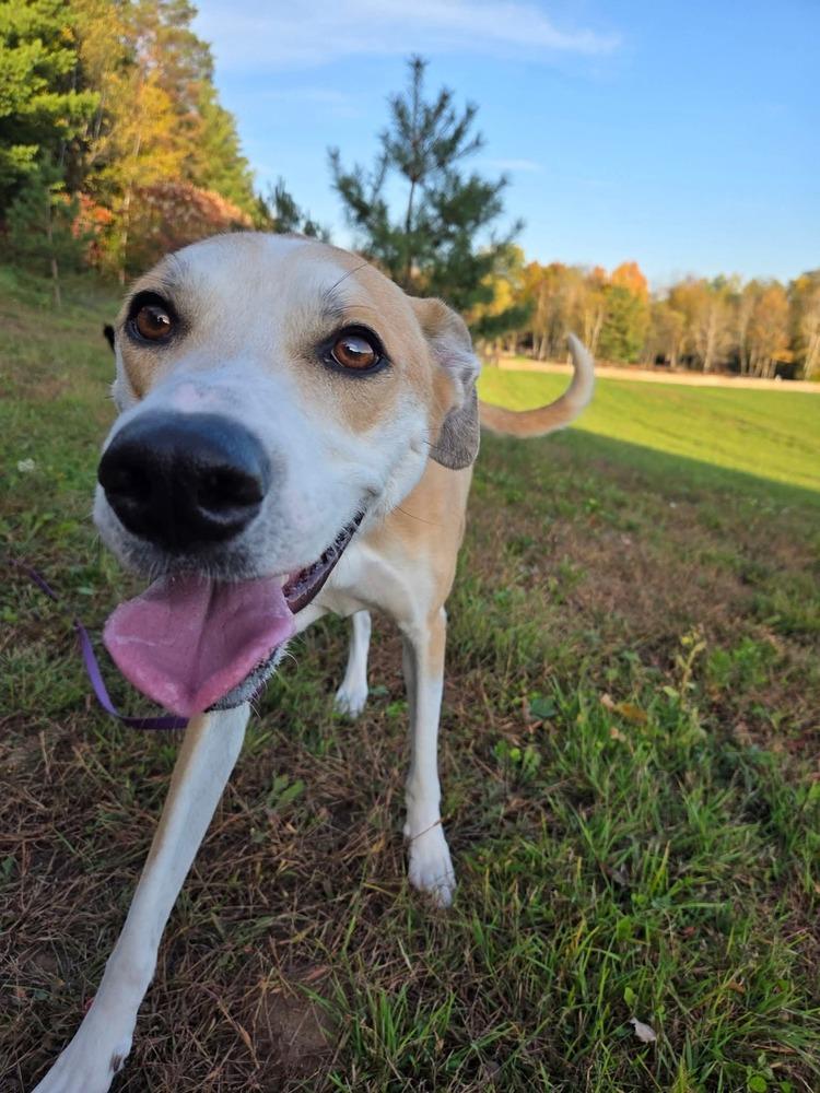 Enlarge Daisy Jo, a Adoptable mixed breed in Wausau, WI image 5/6