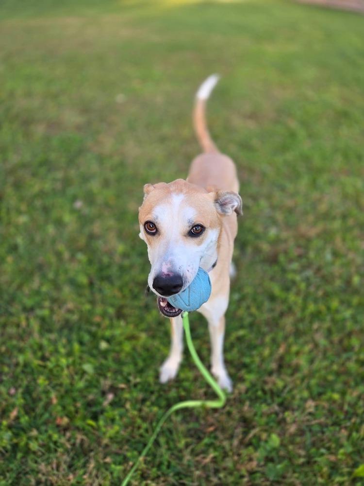 Enlarge Daisy Jo, a Adoptable mixed breed in Wausau, WI image 6/6