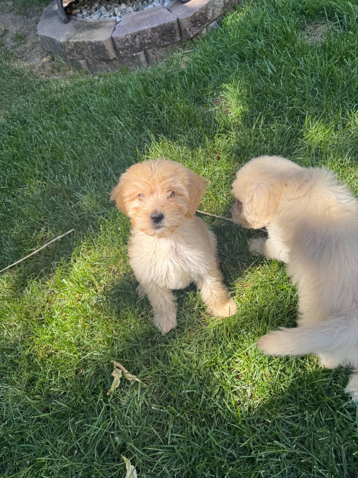 Doodle Puppies!