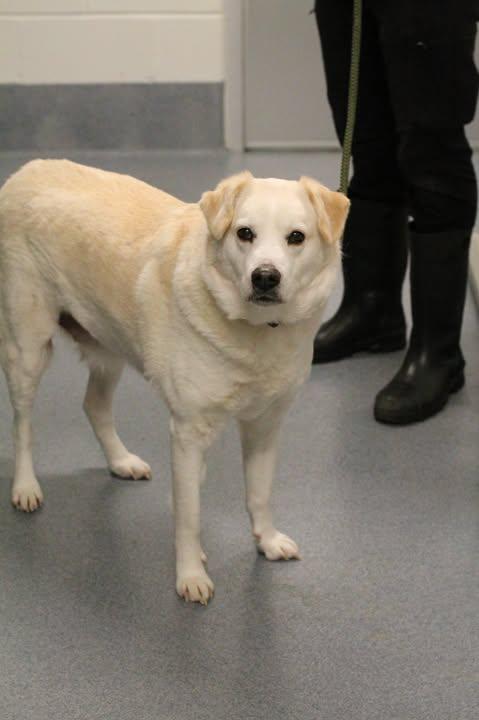 26-00248 BRANCH, ADOPTABLE, Senior Male Labrador Retriever.