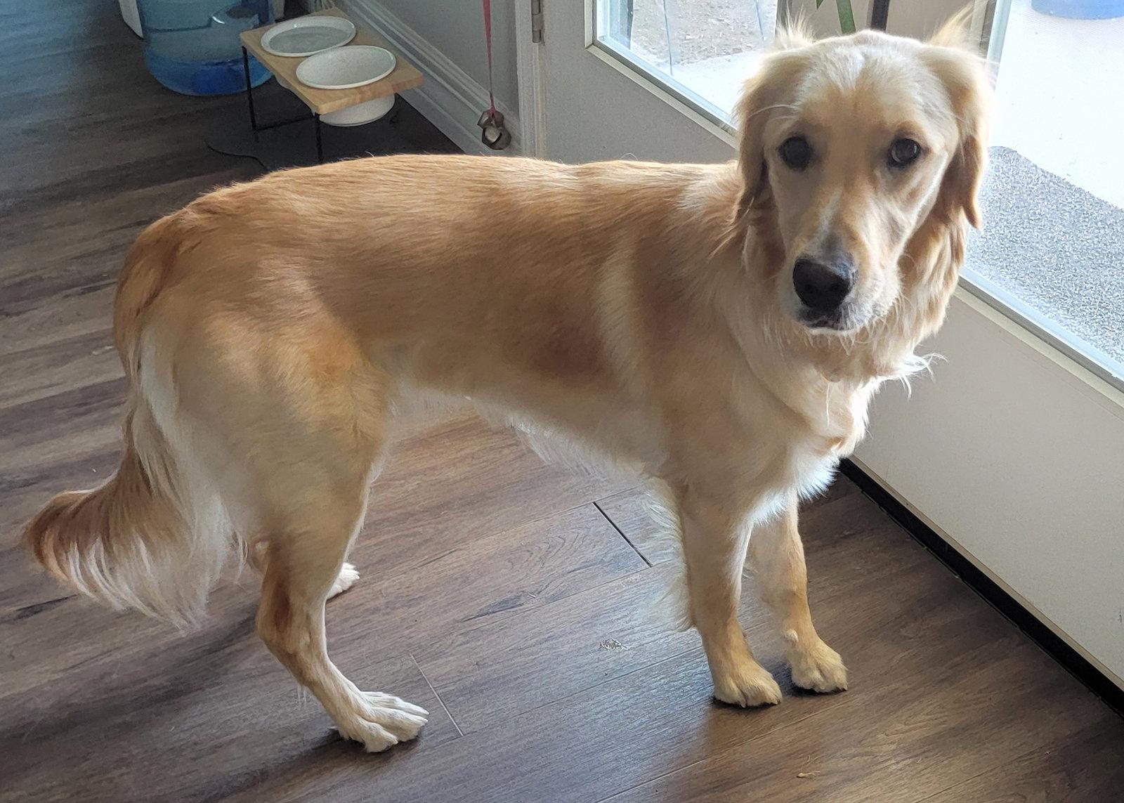 Enlarge Honey, a Adoptable Golden Retriever in Glendale, AZ image 2/3