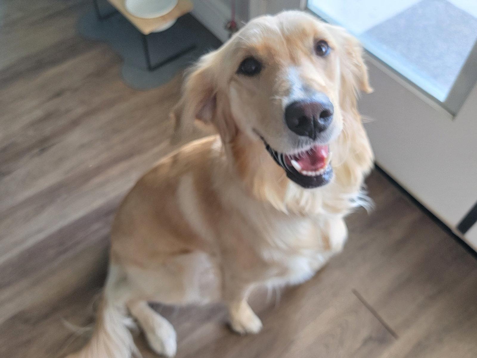 Enlarge Honey, a Adoptable Golden Retriever in Glendale, AZ image 3/3