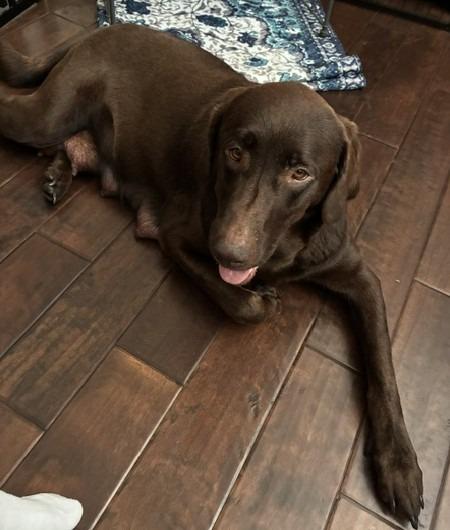 Abby, Adoptable, Adult Female Labrador Retriever.