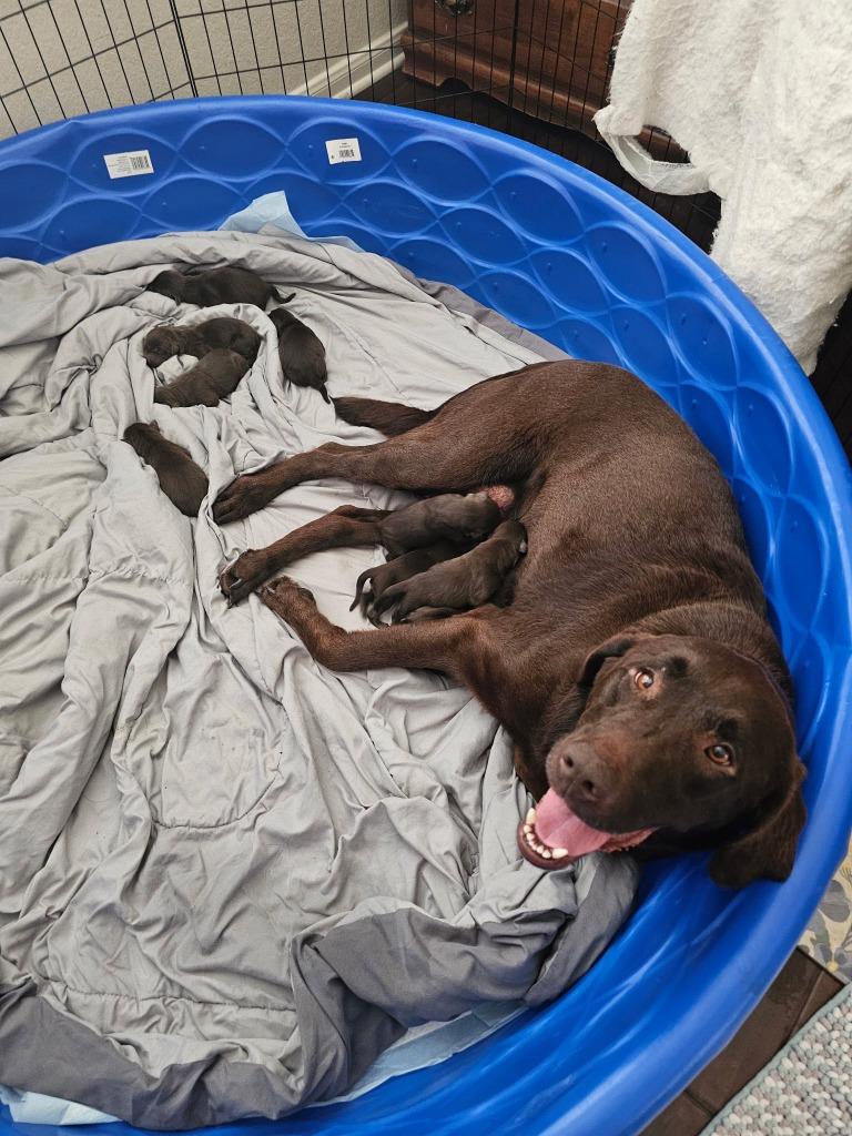Abby, a Adoptable Labrador Retriever in Austin, TX image 2/2