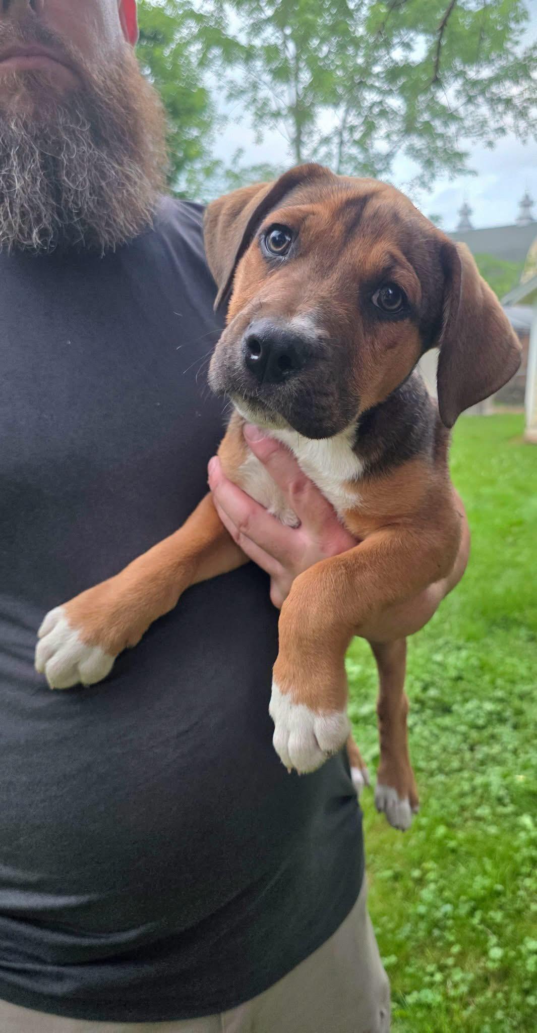 Gator, adopted, Puppy Male Mountain Cur.