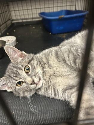 Ranger — thumbnail 2