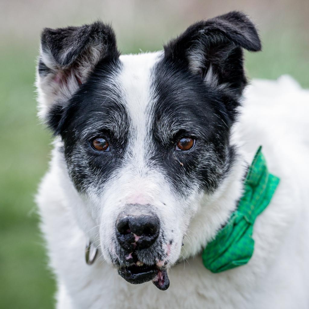 Enlarge Giblet, a Adoptable mixed breed in Spring Hill, KS image 1/6