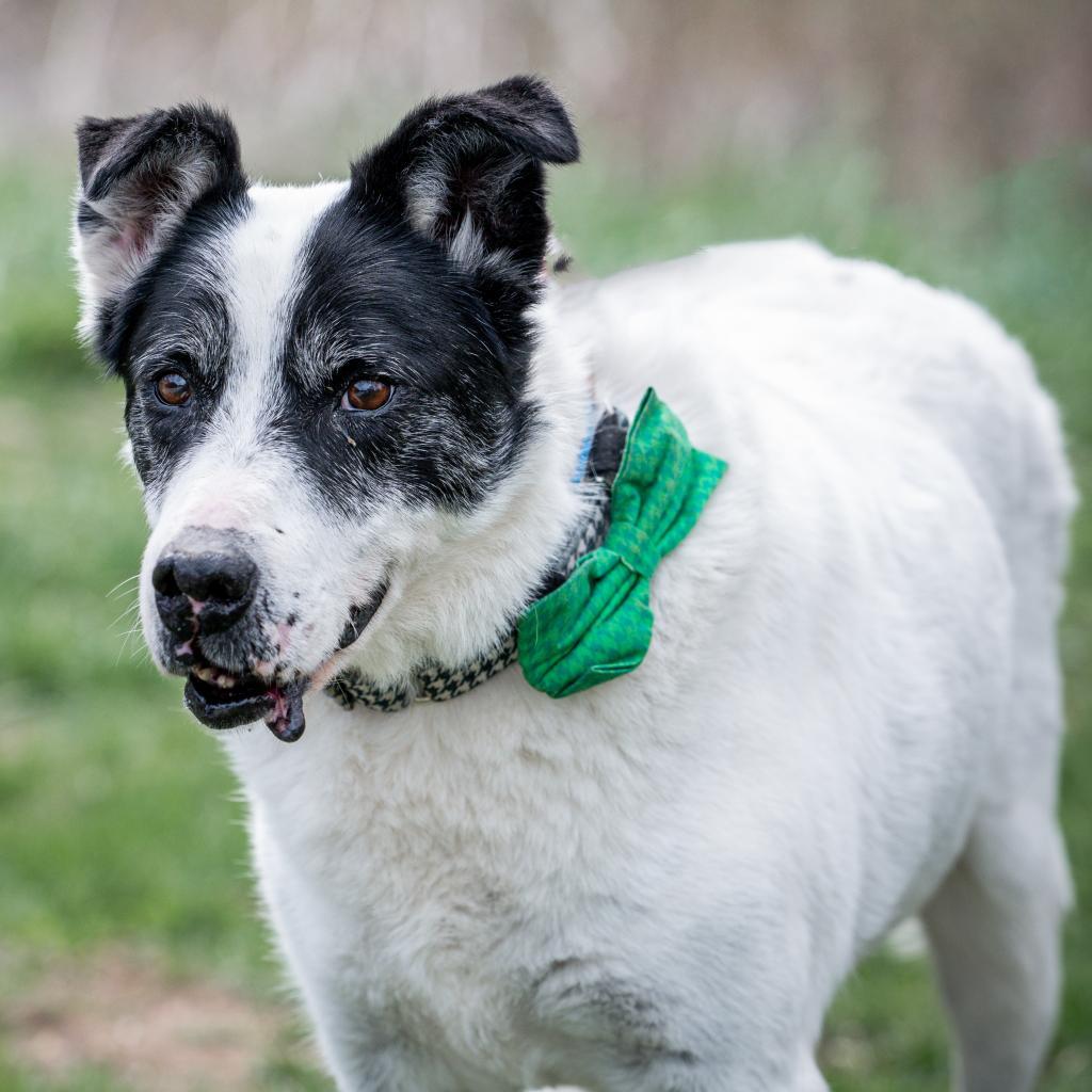 Enlarge Giblet, a Adoptable mixed breed in Spring Hill, KS image 2/6
