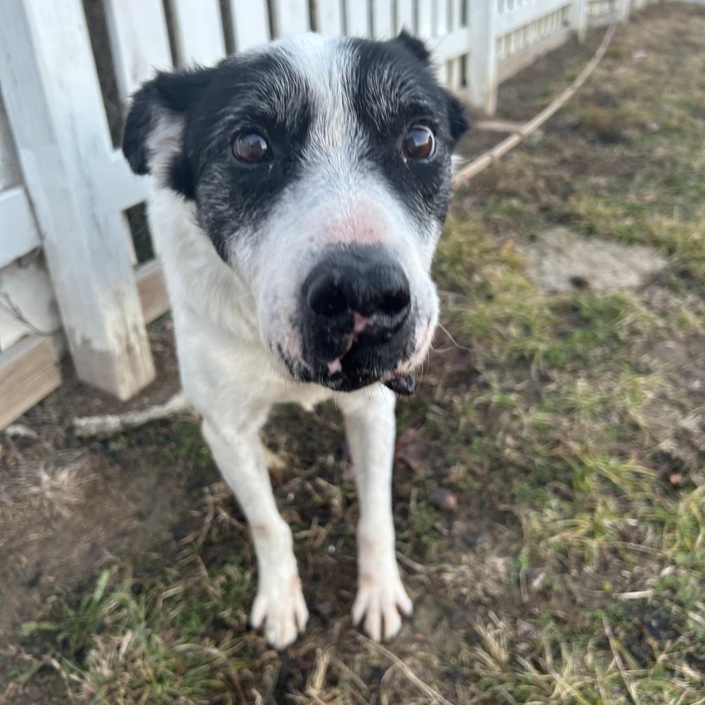 Enlarge Giblet, a Adoptable mixed breed in Spring Hill, KS image 3/6